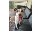Adopt Zoey a American Staffordshire Terrier