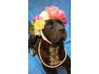 Adopt Ellie a Shar-Pei, Labrador Retriever