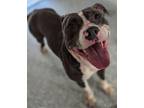 Adopt Lola a Pit Bull Terrier