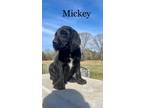 Adopt Minnie a Labradoodle