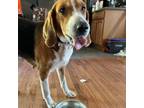 Adopt Bailey a Foxhound