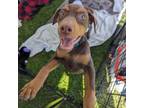 Adopt Mocha a Doberman Pinscher