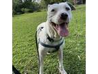 Adopt Mac Nut a Pit Bull Terrier