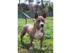 Adopt Tiana a Pit Bull Terrier