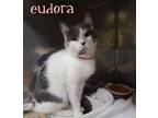 Adopt Eudora a Domestic Short Hair