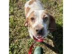 Adopt Cheddar a Beagle