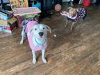 Adopt Blanca a American Staffordshire Terrier, Labrador Retriever