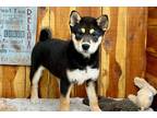 Shiba Inu Puppy for sale in Jonesboro, AR, USA