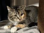 Adopt Lucy (WC-683) a American Shorthair