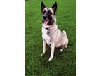 Adopt Luna a Belgian Shepherd / Malinois