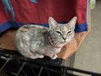 Adopt Jane (A139089) a Domestic Short Hair, Tabby