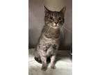 Adopt Ryker a Domestic Short Hair