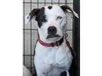 Adopt Vivian Leigh a Pit Bull Terrier