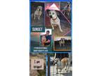 Adopt Sunset a American Bully, Basset Hound