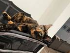 Adopt mama the tortie a Tortoiseshell