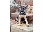 Adopt Athena a German Shepherd Dog
