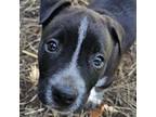 Adopt SPLASH - ARRIVED IN MAINE a Mixed Breed