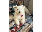 Adopt Breezie a Bichon Frise