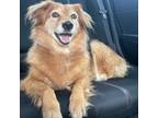 Adopt Mable a Golden Retriever