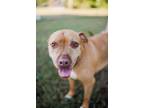 Adopt Sugar a American Staffordshire Terrier