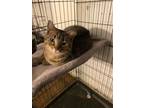 Adopt Britney a Domestic Short Hair