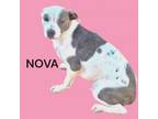 Adopt Nova a Fox Terrier, Terrier