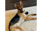 Adopt Katana a German Shepherd Dog