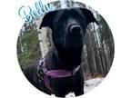 Adopt Bella a Black Labrador Retriever