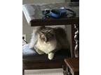 Adopt Buyeon a Ragdoll, Domestic Long Hair