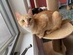 Adopt Cadence a Domestic Short Hair