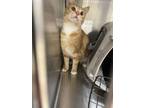 Adopt 18384 a Domestic Short Hair