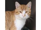 Adopt Dreamsicle a Domestic Short Hair