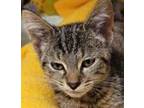 Adopt Dursley a Domestic Short Hair