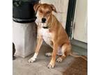 Adopt RIGBY a Mixed Breed