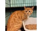 Adopt Meowth Paw (Bevo) a Domestic Medium Hair