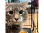 Adopt Pawker (Smokey) a Domestic Medium Hair