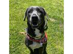 Adopt Prince a Retriever, Labrador Retriever