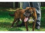 Adopt Nottingham a Pit Bull Terrier