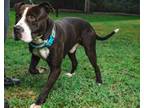 Adopt William a American Staffordshire Terrier