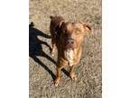 Adopt Tucker a Labrador Retriever, Terrier