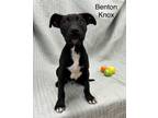 Adopt Benton Knox a Labrador Retriever