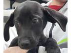 Adopt Aaron a Labrador Retriever