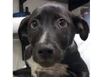 Adopt Lucas a Labrador Retriever