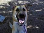 Adopt BOBBY a German Shepherd Dog