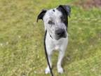 Adopt FENNEC a Pointer, Mixed Breed