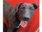 Adopt NEWT* a Labrador Retriever, Mixed Breed