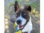 Adopt JUPITER* a Pit Bull Terrier, Mixed Breed