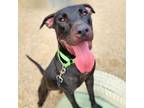 Adopt ZEBEDEE* a Pit Bull Terrier, Mixed Breed