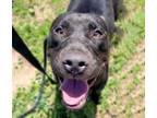 Adopt ZEBEDEE* a Pit Bull Terrier, Mixed Breed