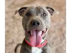 Adopt OGLETHORPE* a Pit Bull Terrier, Mixed Breed